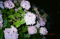 夜の紫陽花