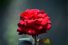 いつかに撮影した谷津バラ園のバラ
