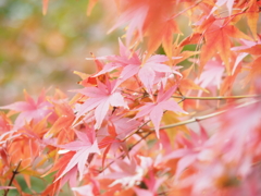 紅葉