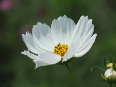 白の花