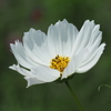 白の花