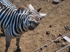 シマウマのハニカミ