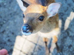 動物にときめいた瞬間