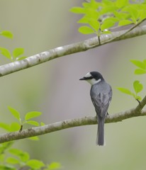 サンショウクイ