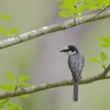 サンショウクイ