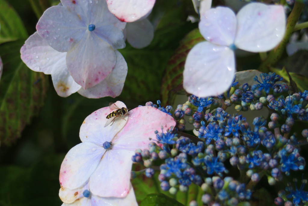 紫陽花と昆虫
