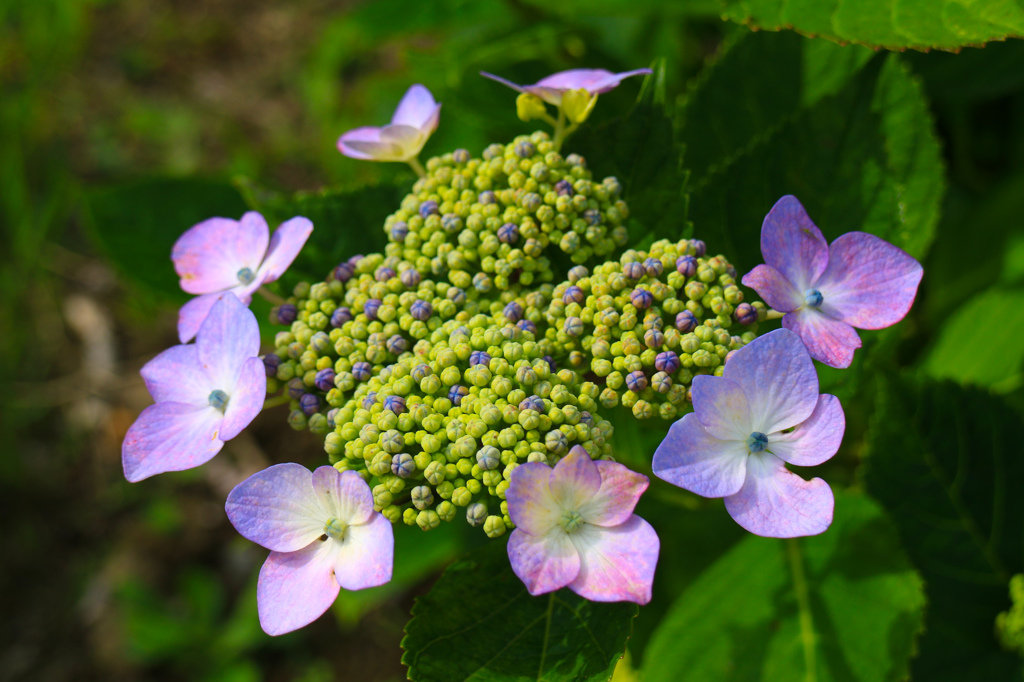 紫陽花