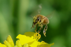 菜の花と蜜蜂