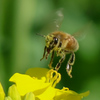 菜の花と蜜蜂
