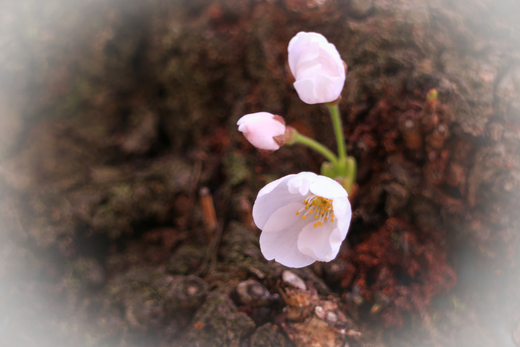 けなげに咲く桜