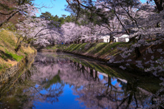 水面桜