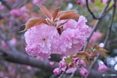 市政資料館／遅咲きの桜 ④