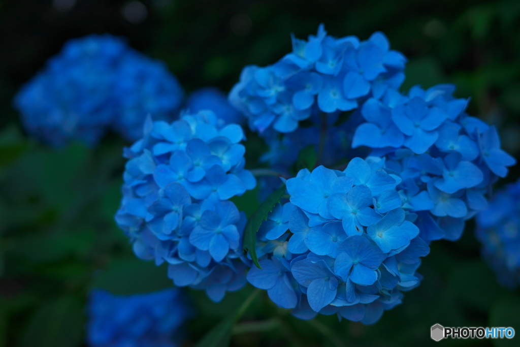 紫陽花の散歩道 ⑦