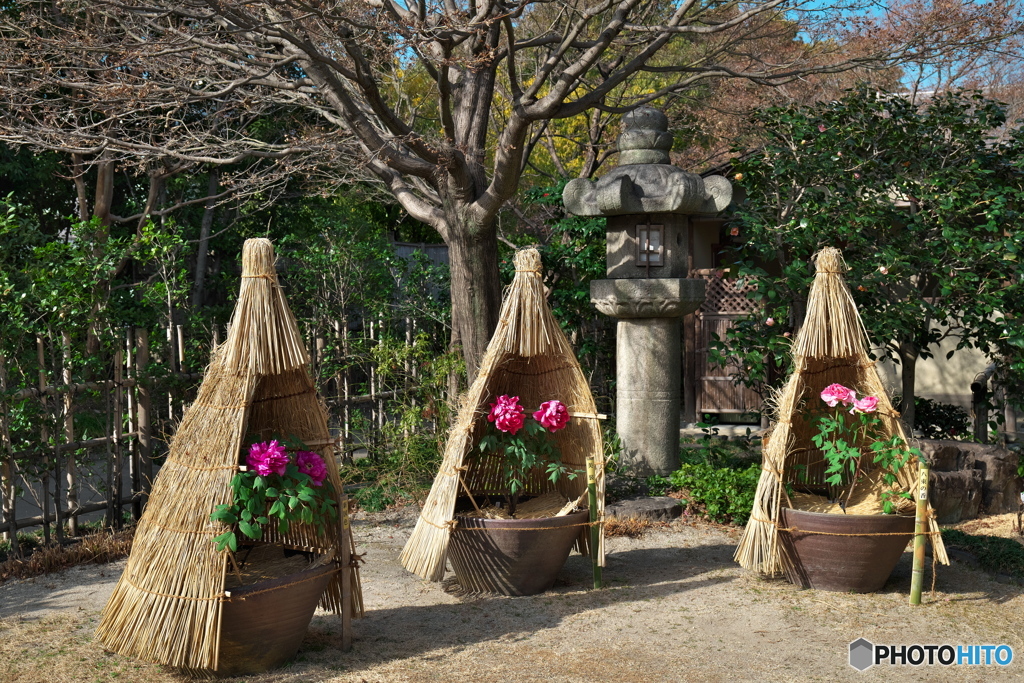 牡丹咲く庭園 ③