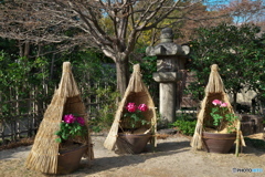 牡丹咲く庭園 ③