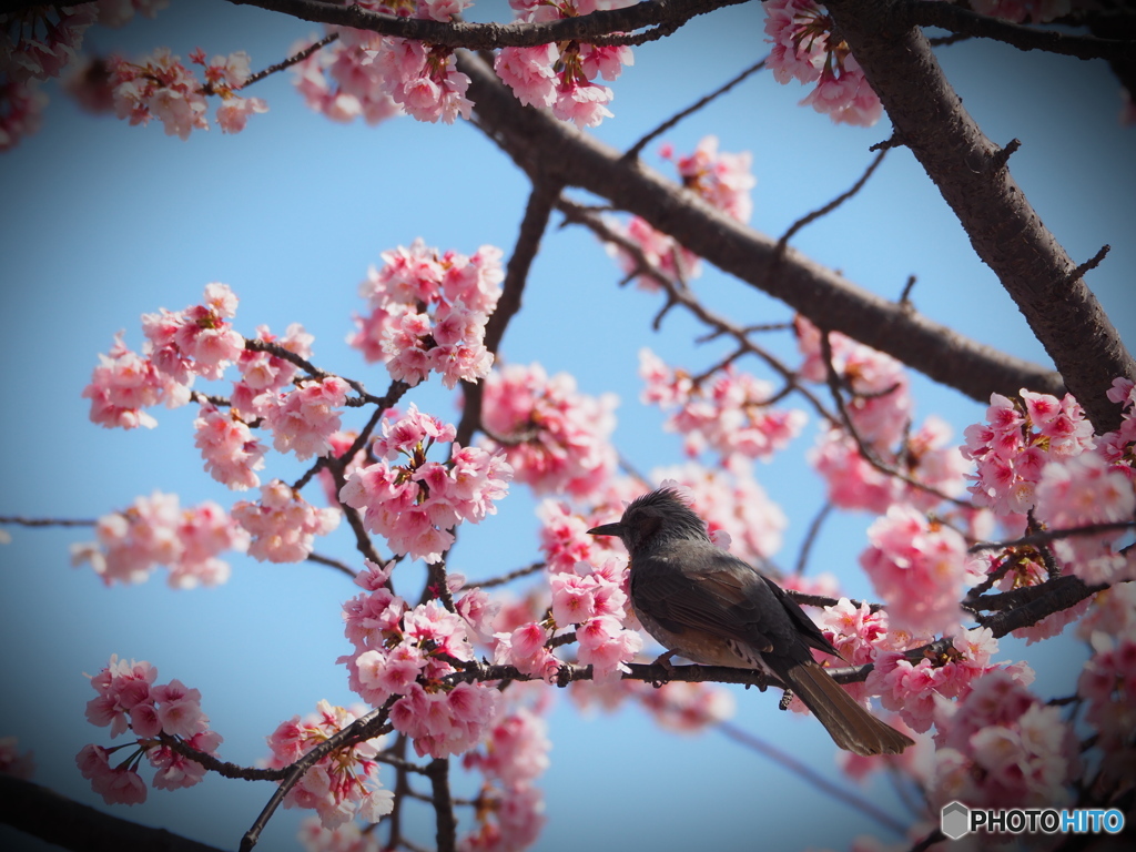 桜並木を歩く１