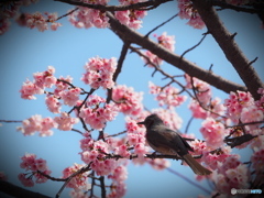 桜並木を歩く１
