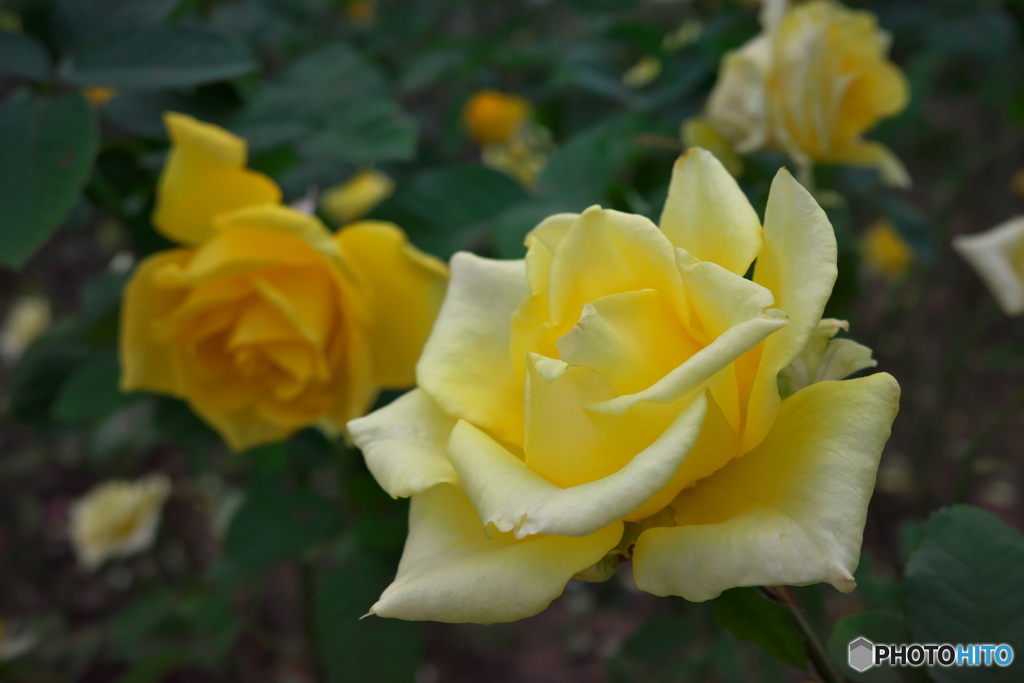 秋晴れの薔薇園 ①