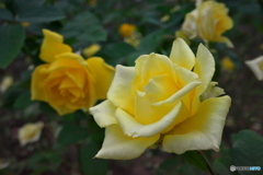 秋晴れの薔薇園 ①