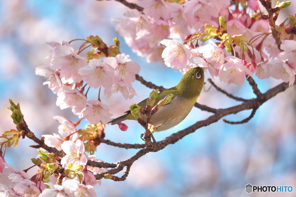 メジロと大寒桜 ⑤