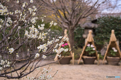 春を待つ 徳川園 ⑤