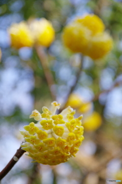 徳川園の春 2022 ③