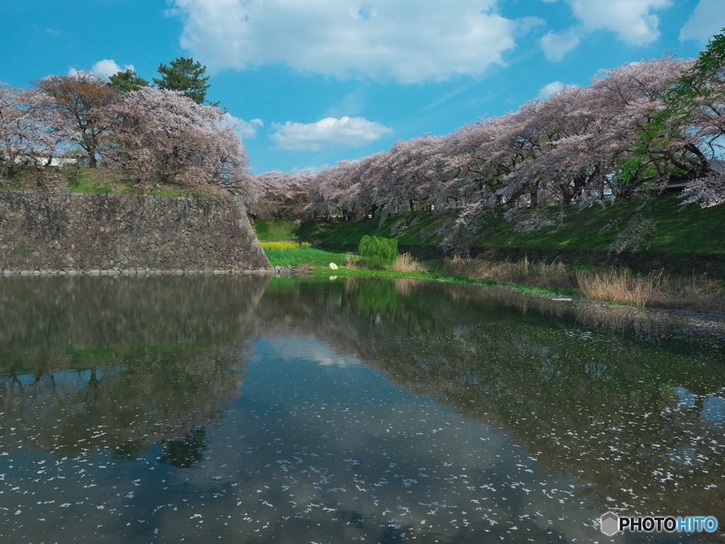 散り行く桜 名古屋城にて