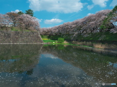 散り行く桜 名古屋城にて