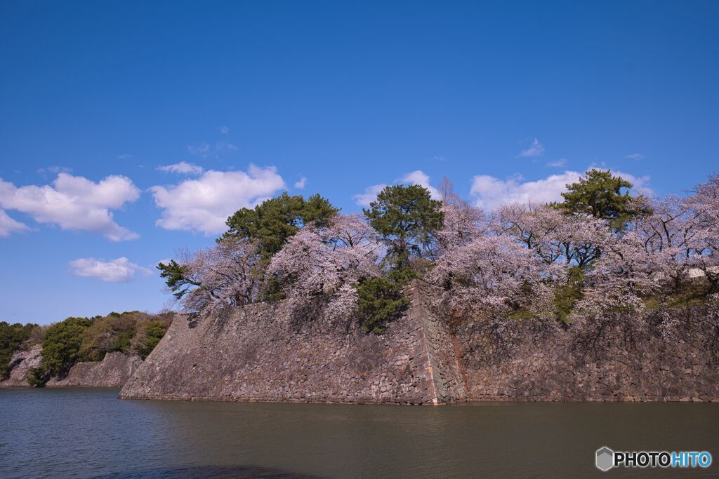 名古屋城 お堀の桜 ①