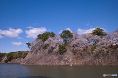 名古屋城 お堀の桜 ①