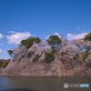 名古屋城 お堀の桜 ①