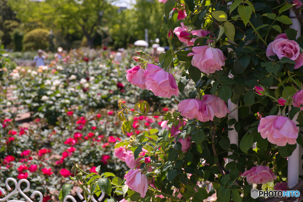 薔薇園 散策 ⑦