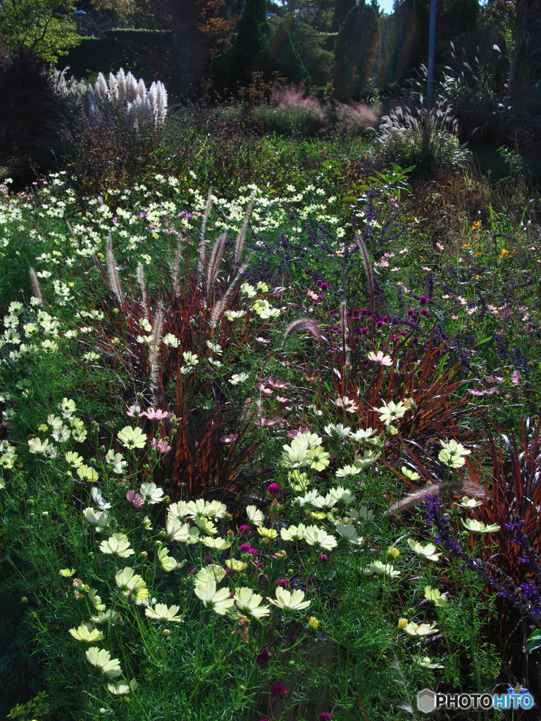 光あふれる庭 ④