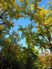 午後の陽と黄葉１