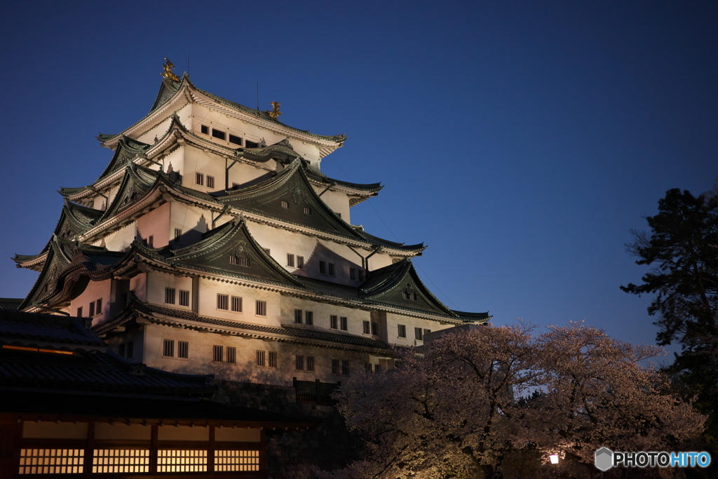 城と夜桜 ③