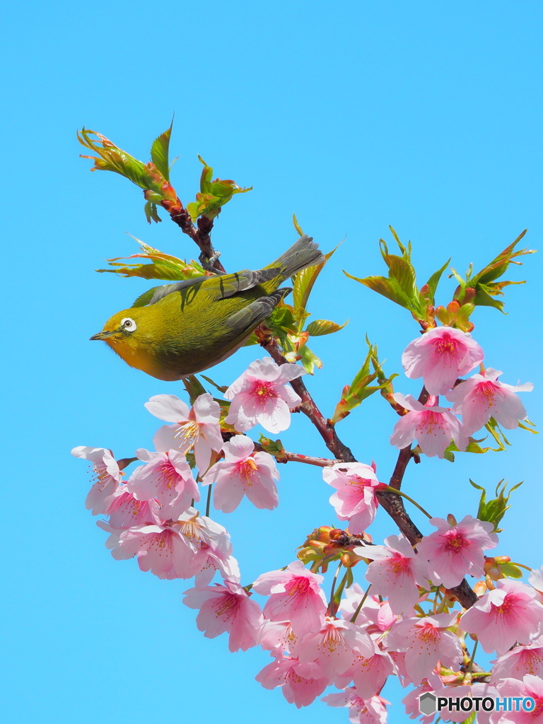 メジロと大寒桜 ④