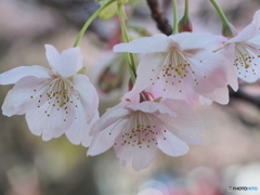 大寒桜２