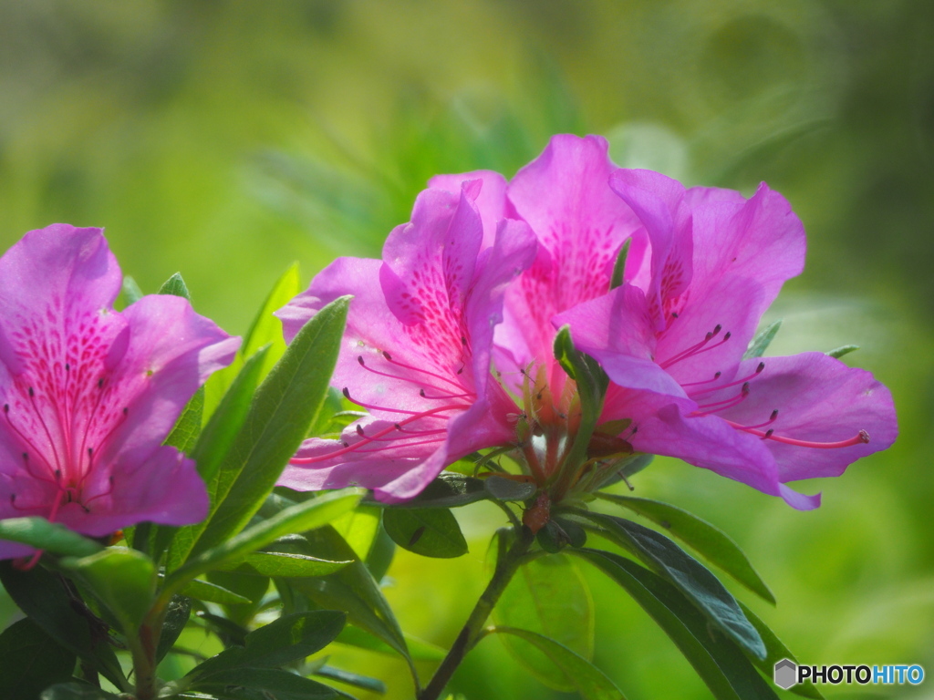 春の名城公園５