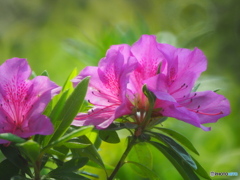 春の名城公園５