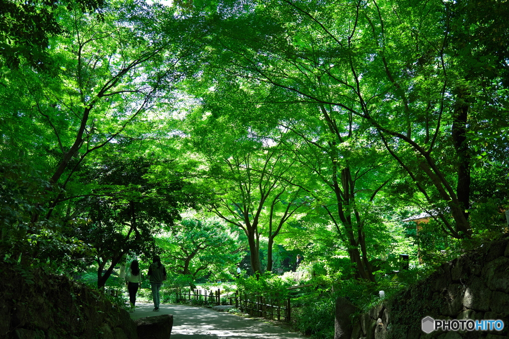新緑 × 徳川園 ④
