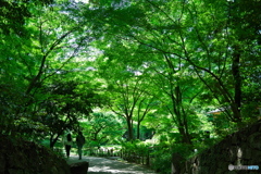 新緑 × 徳川園 ④