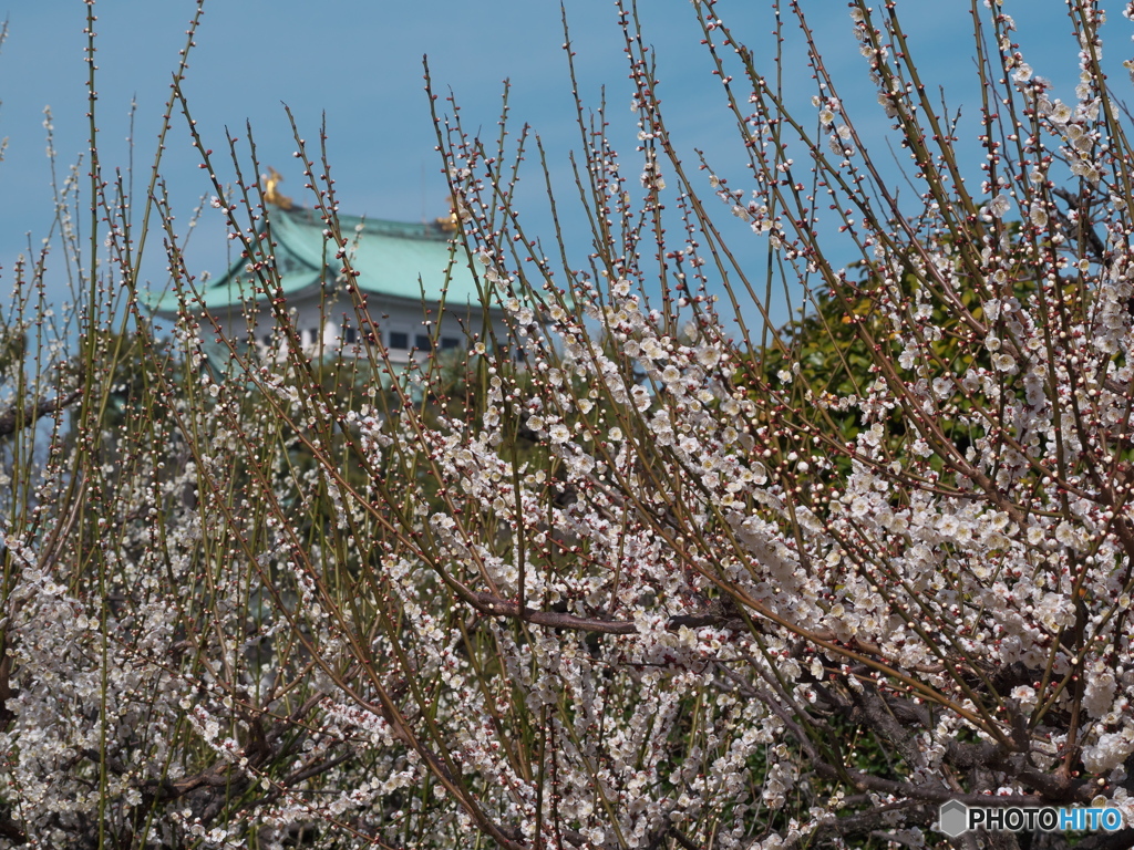 梅香る 名古屋城 ⑤