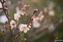 春を待つ 徳川園 ⑥