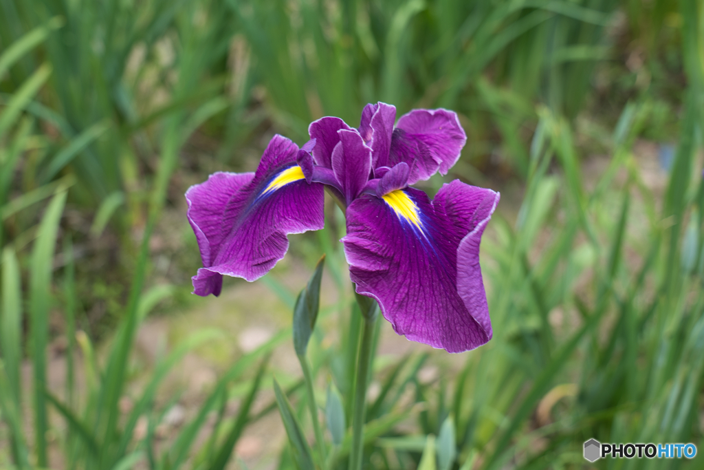 花菖蒲園 散策 ②