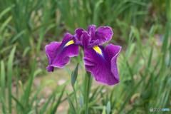 花菖蒲園 散策 ②