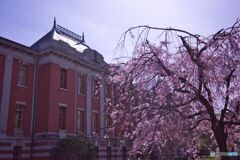 市政資料館／遅咲きの桜 ①