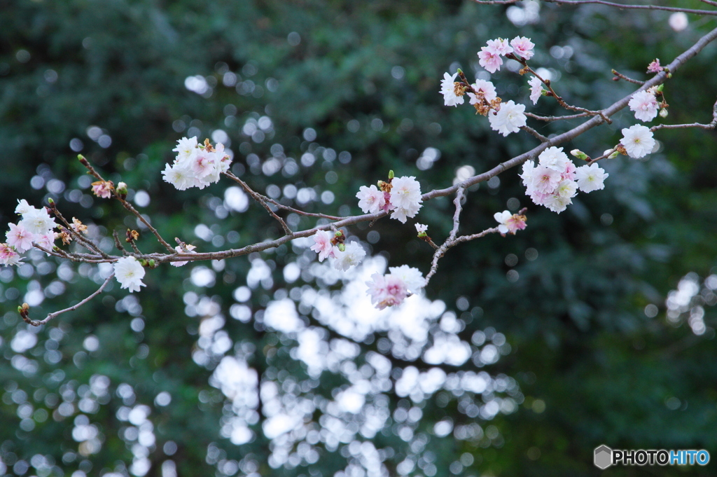 徳川園の春 2022 ⑧