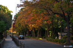 黄葉の街角 ⑥