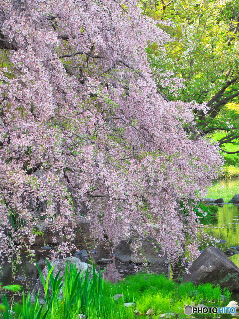 水辺の枝垂桜 ③