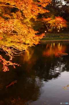 徳川園　秋の夕景１
